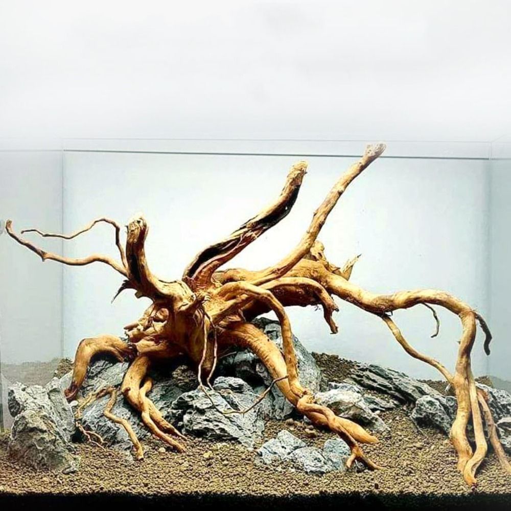 Aquarium Planted Wood - ไม้ลอยน้ำขนาดใหญ่ 20-25 ซม. สำหรับตกแต่งตู้ปลา ต้นไม้จำลอง ตกแต่งตู้ปลา