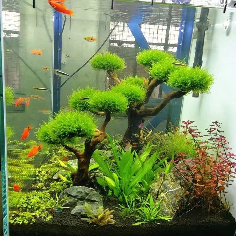 Aquarium Planted Wood - ตู้ปลาเขียวกรอบไม้ปลูกอุปกรณ์ตกแต่งกรอบต้นไม้มอส (ไม่มีมอส) พิพิธภัณฑ์สัตว์น้ําปลูกไม้ดริฟท์ตกแต่ง