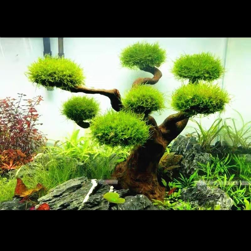 Aquarium Plant Guide - ของตกแต่งตู้ปลา ไม้ลอยตกแต่งตู้ปลา ต้นไม้สาหร่ายในน้ำ ตกแต่งตู้ปลา DIY (ไม่มีพืชสัตว์น้ำ)