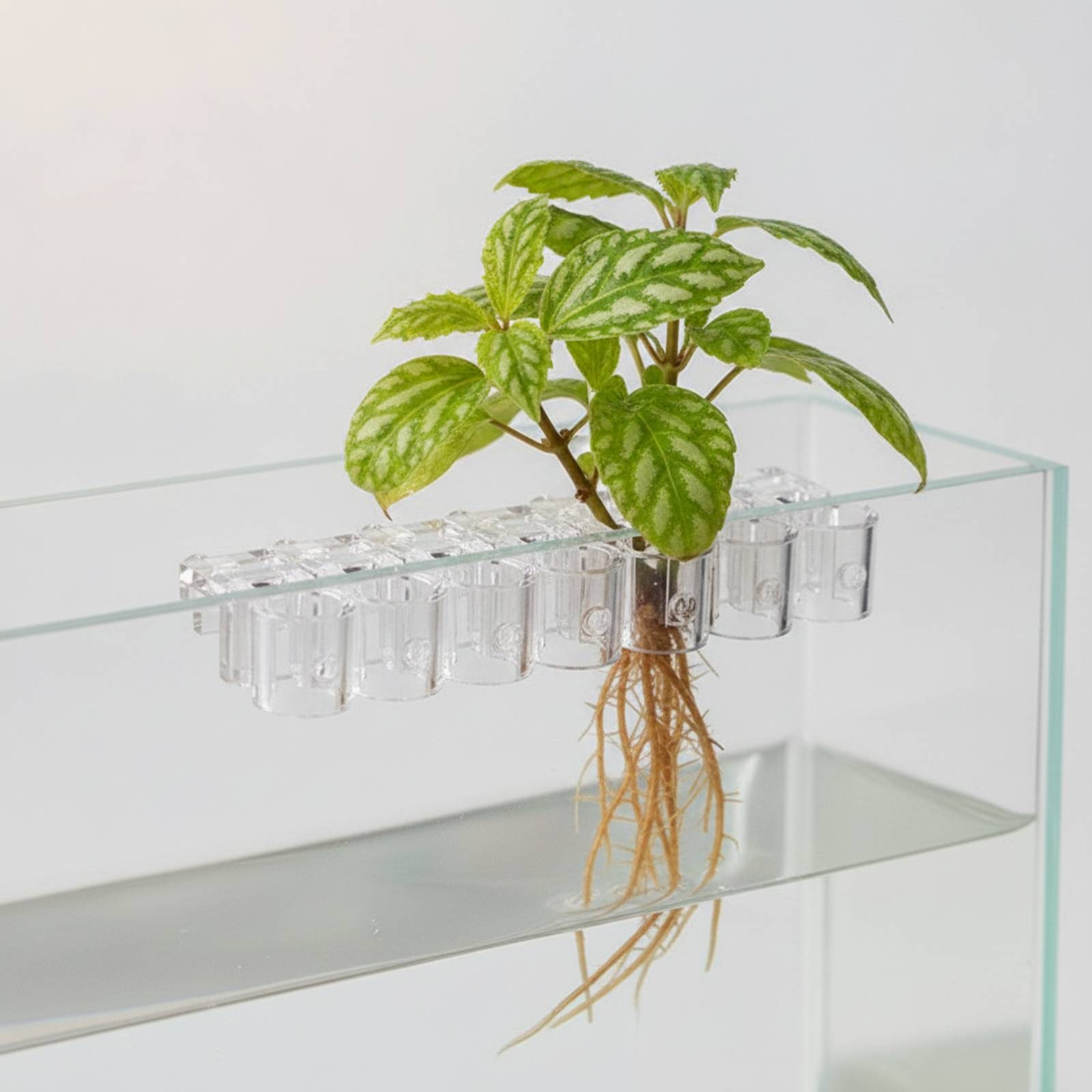 คลิปหนีบกระถางปลูกพืชน้ำแบบใส  - Aquarium Planted บทวิจารณ์และราคา