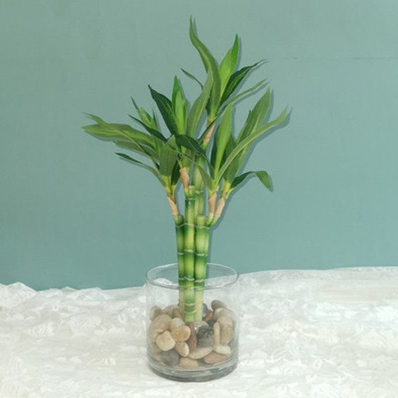 ใหม่ 40 ซม.rFtificial Lucky ไม - Aquarium Plants Book บทวิจารณ์และราคา