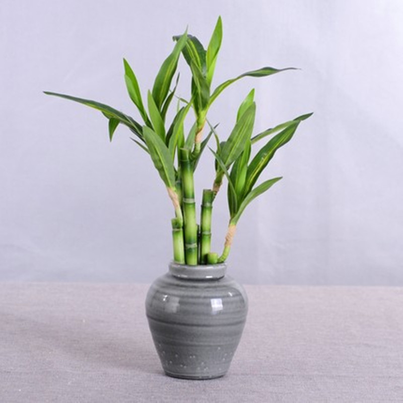 ใหม่ 40 ซม.rFtificial Lucky ไม - Aquarium Plants Book บทวิจารณ์และราคา