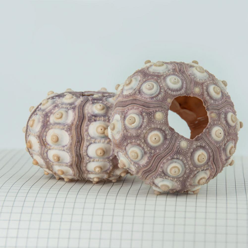 5 ซม.-6 ซม.Sea Shell Conch เคร - Planted Aquarium Air Stone บทวิจารณ์และราคา