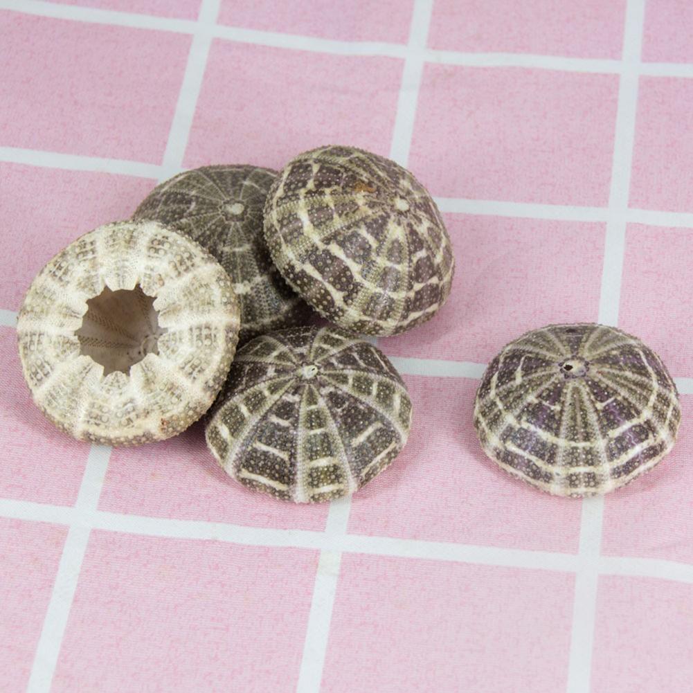 5 ซม.-6 ซม.Sea Shell Conch เคร - Planted Aquarium Air Stone บทวิจารณ์และราคา