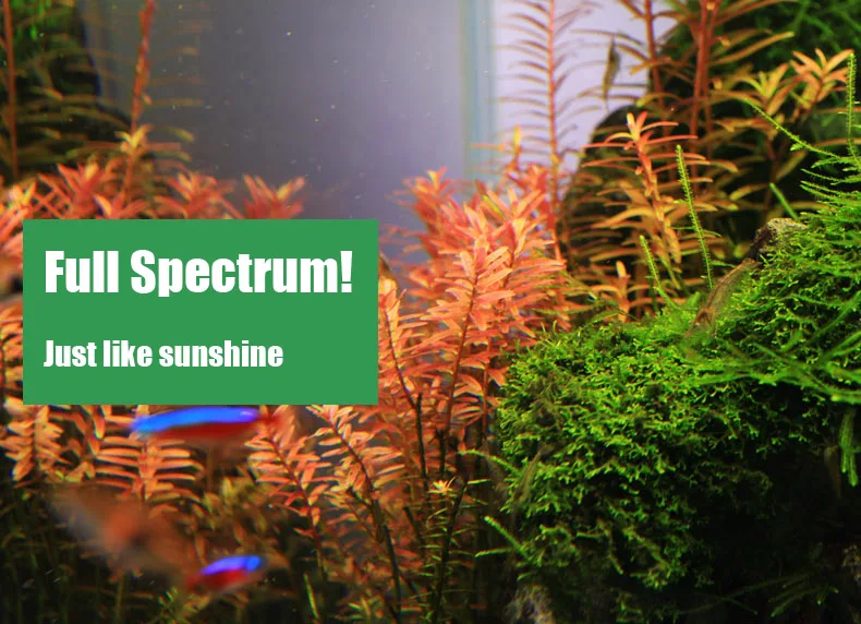 Chihiros C Series ADA สไตล์พืช - Planted Aquarium Products บทวิจารณ์และราคา