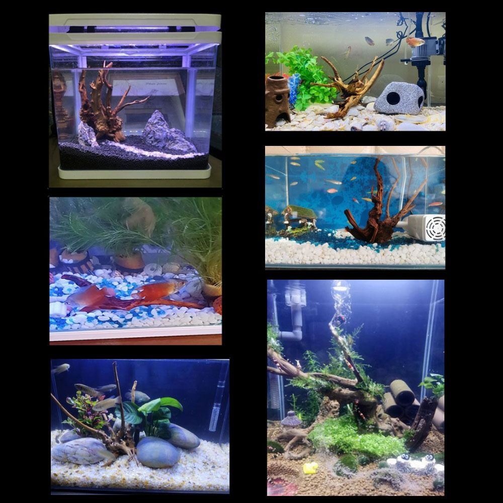 ลำต้นของต้นไม้ธรรมชาติตกแต่งงา - Aquarium Plant Guide บทวิจารณ์และราคา