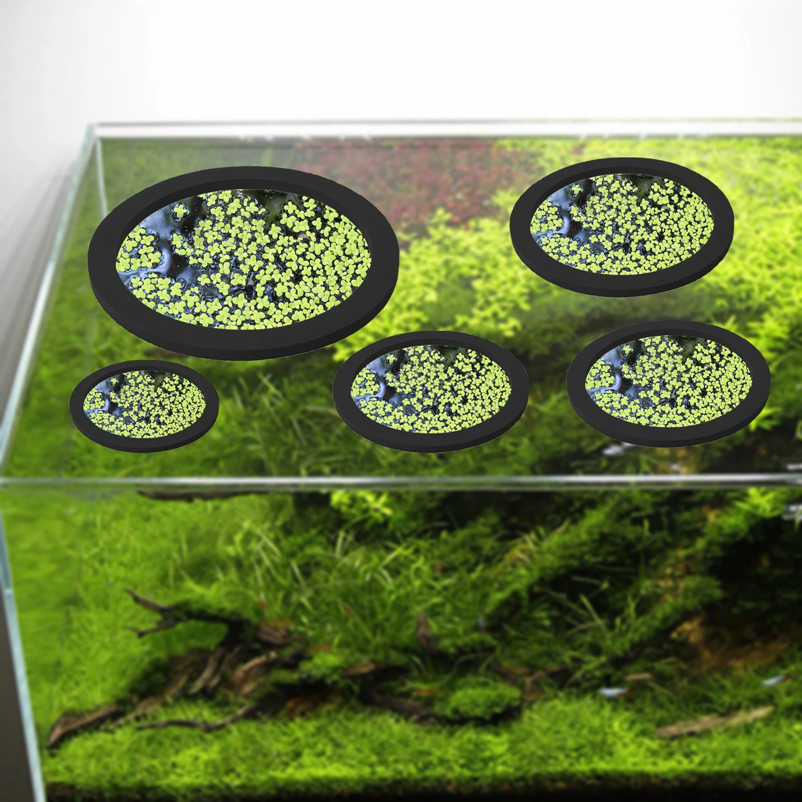 5 ชิ้น EVA ปลา Feeding แหวน Aq - Aquarium Planted Fish Tank บทวิจารณ์และราคา