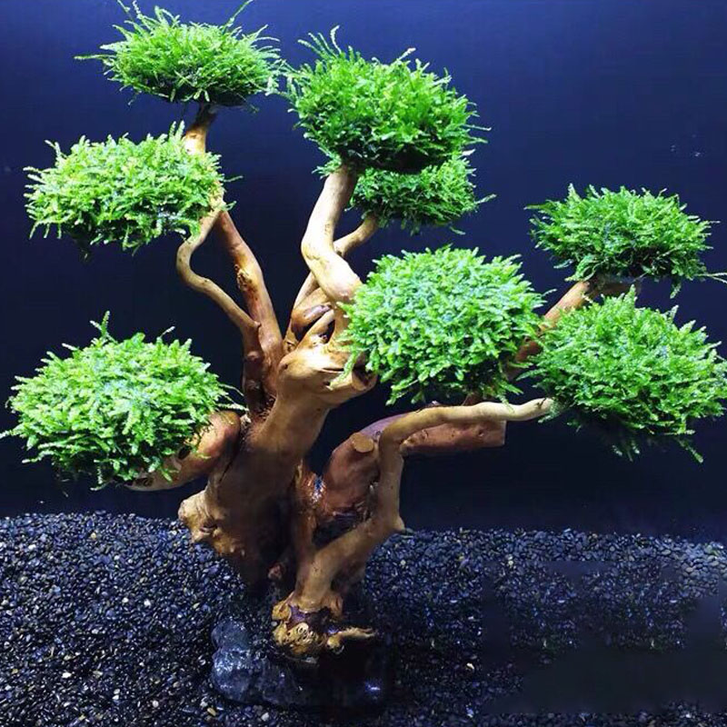 ตู้ปลาเขียวกรอบไม้ปลูกอุปกรณ์ต - Aquarium Planted Wood บทวิจารณ์และราคา