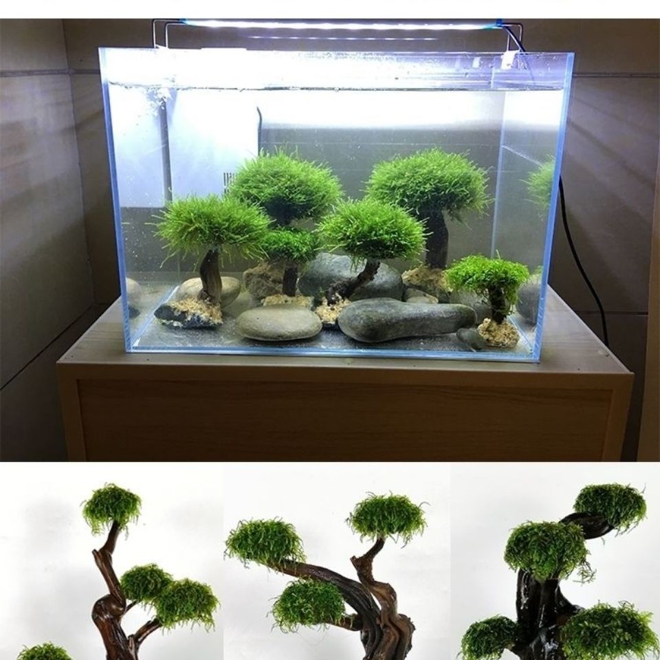 ตู้ปลาเขียวกรอบไม้ปลูกอุปกรณ์ต - Aquarium Planted Wood บทวิจารณ์และราคา