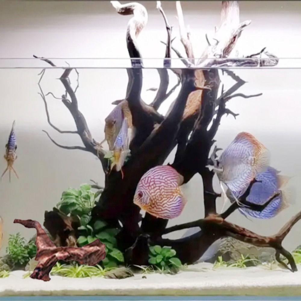 ไม้ปะการังรูปทรงแปลกตา ไม้ธรรม - Aquarium Planted Wood บทวิจารณ์และราคา