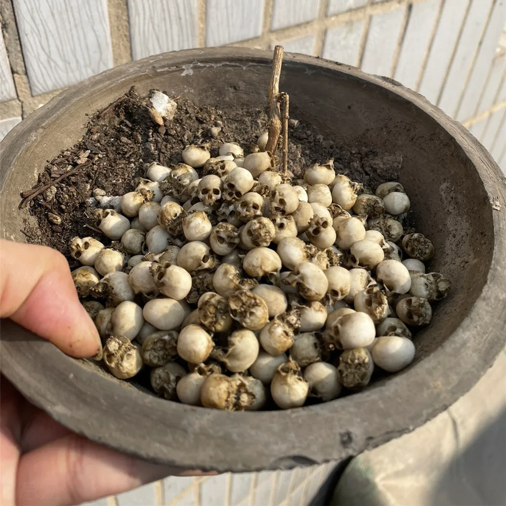 Mini Skull คุณภาพสูง Miniature - Aquarium Plants Book บทวิจารณ์และราคา