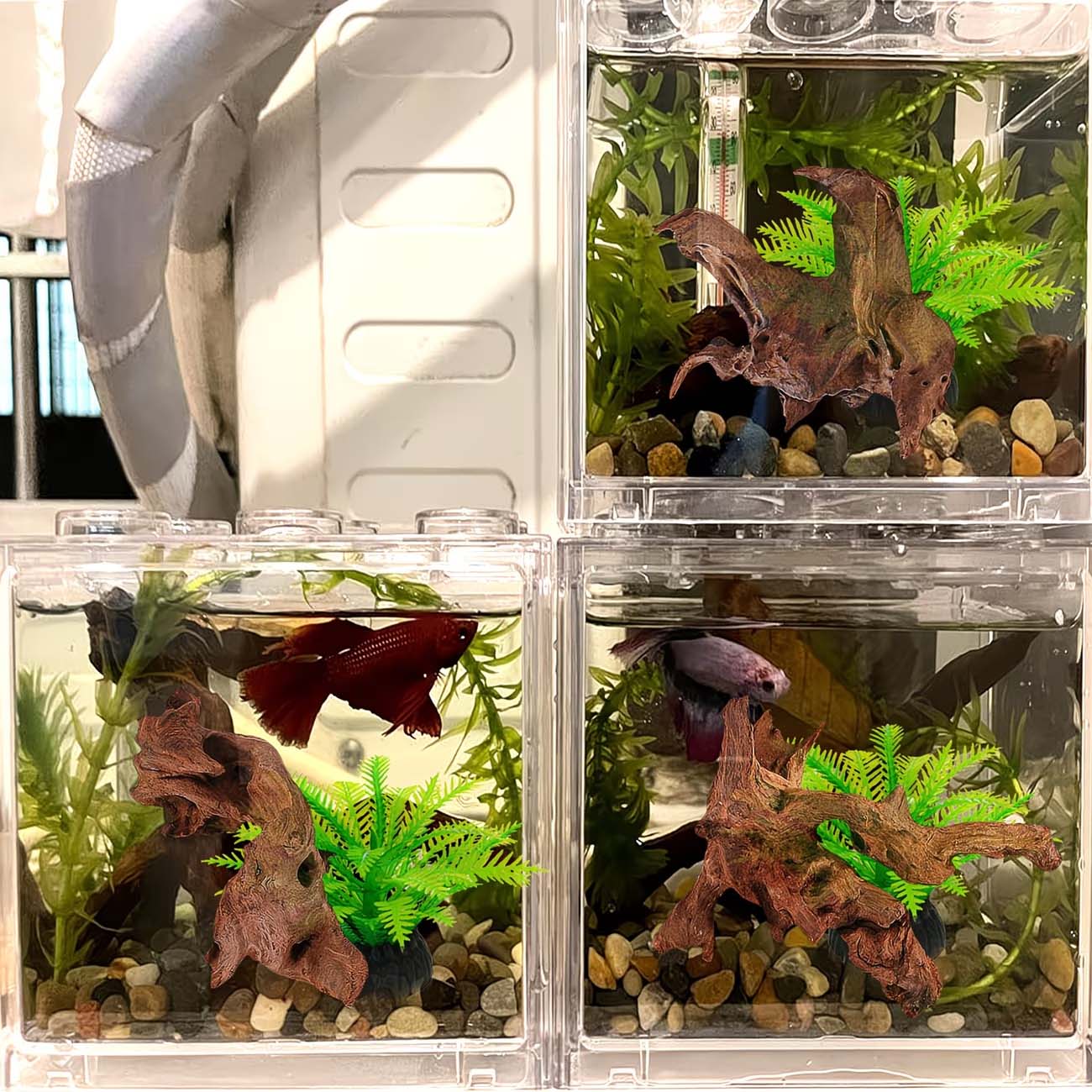 ไม้ลอยน้ำธรรมชาติขนาด 5-10 ซม. - Aquarium Planted Wood บทวิจารณ์และราคา