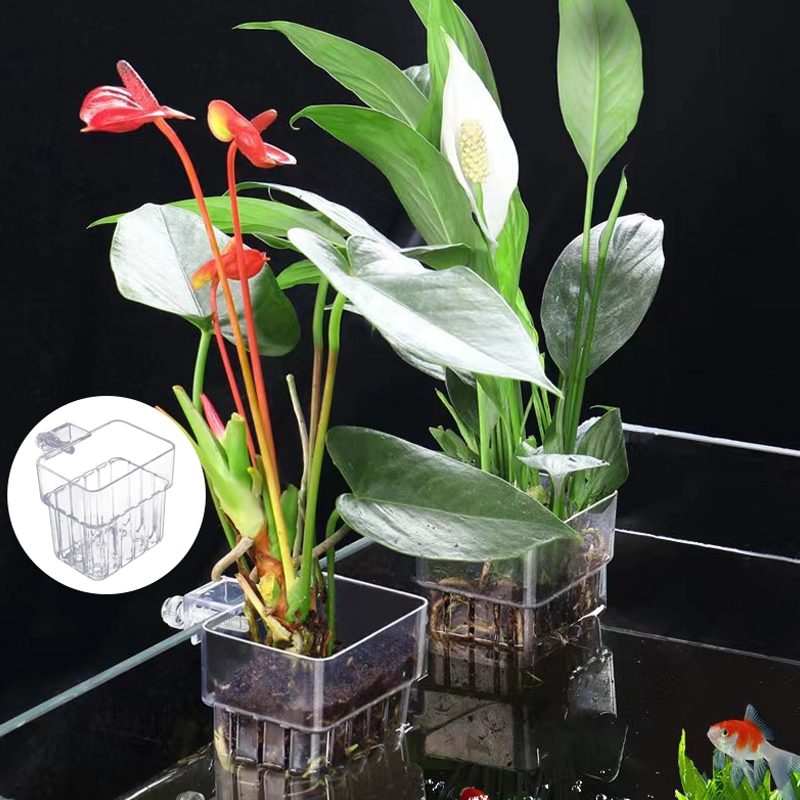 ถ้วยปลูกหญ้าน้ำพิพิธภัณฑ์สัตว์ - Aquarium Planted Fish Tank บทวิจารณ์และราคา