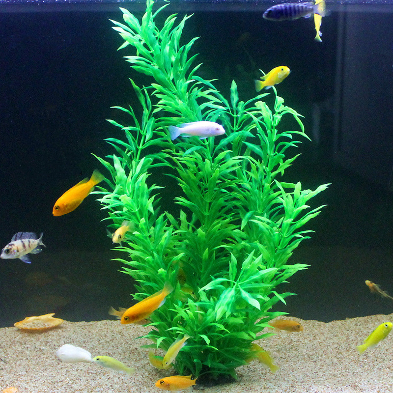 50 ซม.ถังปลาประดิษฐ์พืชหายากAq - Aquarium Planted Fish Tank บทวิจารณ์และราคา
