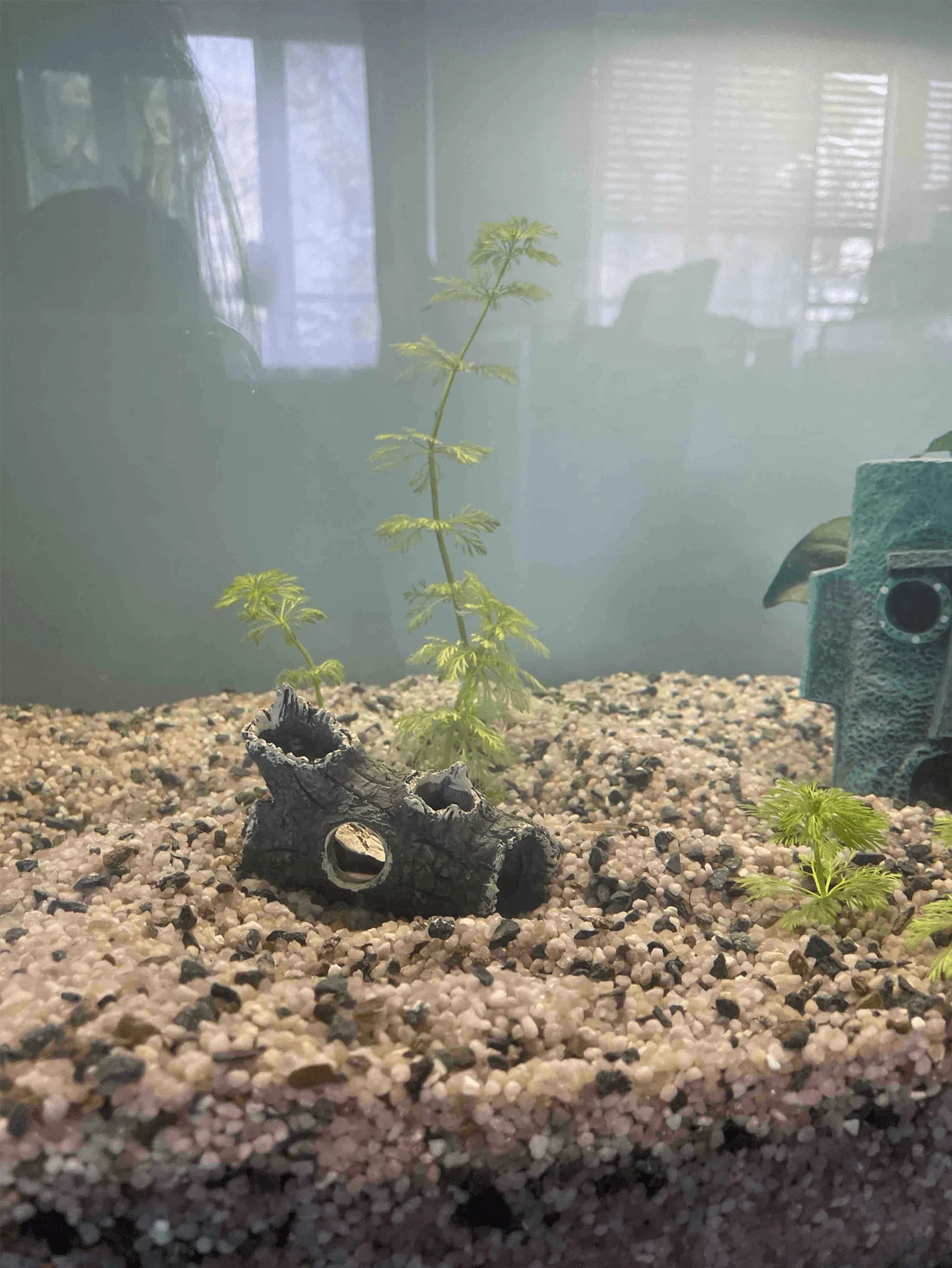 ชิ้นส่วนกิ่งไม้ตกแต่งตู้ปลา 1  - Aquarium Plant Guide บทวิจารณ์และราคา