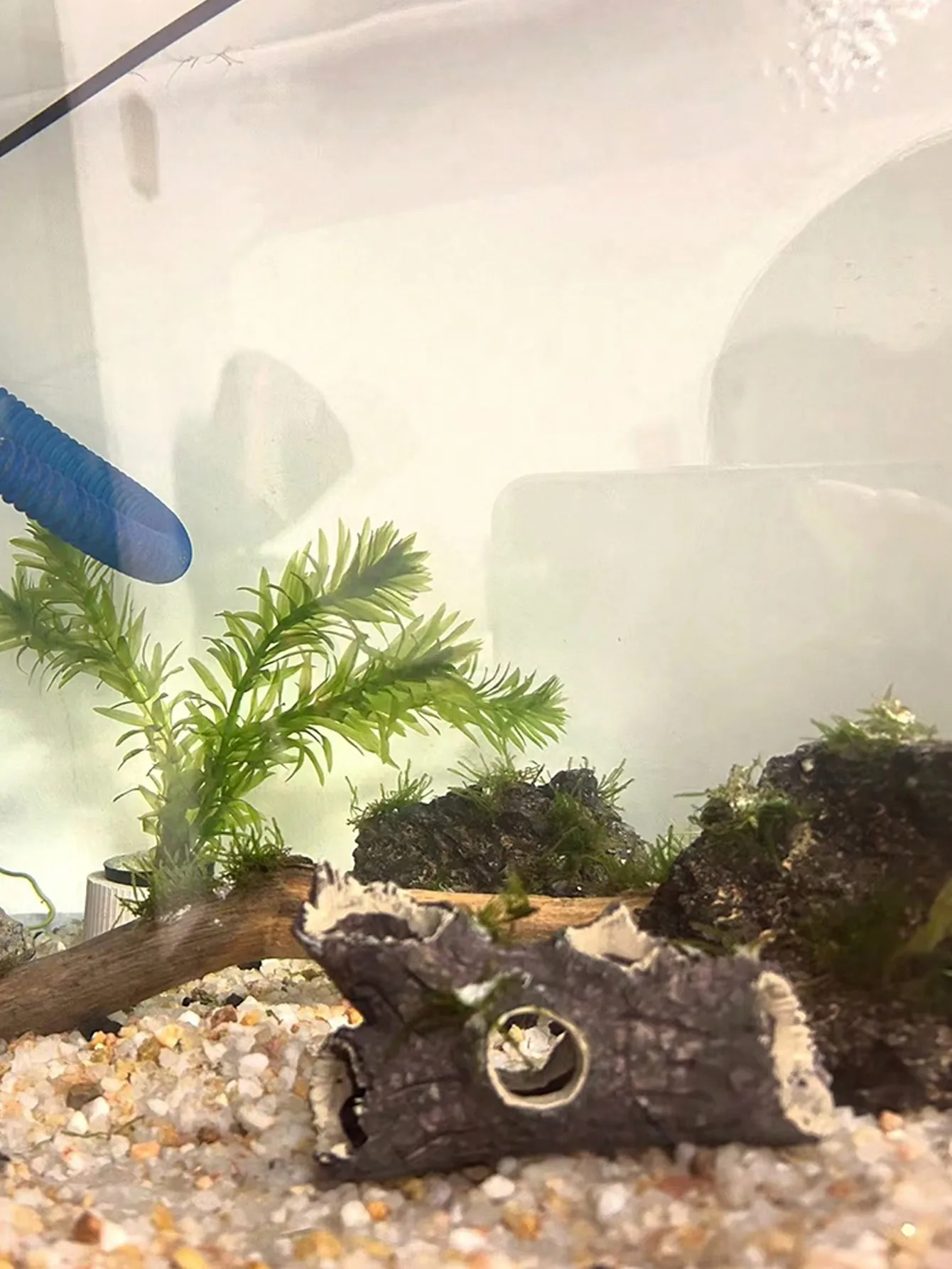 ชิ้นส่วนกิ่งไม้ตกแต่งตู้ปลา 1  - Aquarium Plant Guide บทวิจารณ์และราคา
